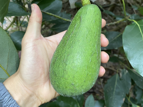 愛媛県産　濃厚な　国産「島アボカド」約1kg