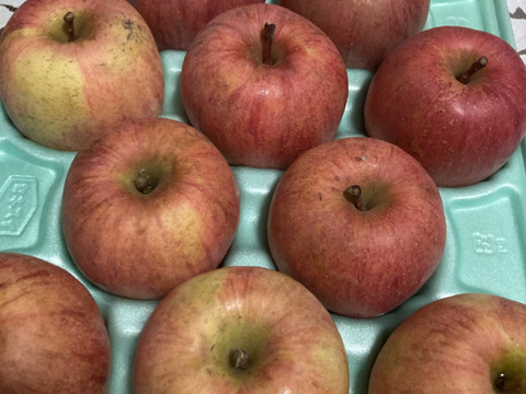 蜜入りチェック済！小玉3キロ13玉葉取らず農薬半減栽培樹上完熟サンふじ　蜜ライトにて光を通すかチェックします！　りんご