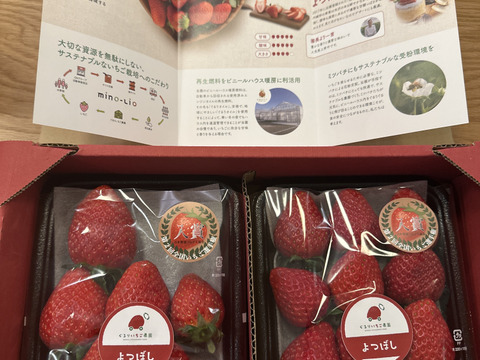 甘味とコクのバランス良し！鮮やかな赤色いちごのよつぼし250g×2パック