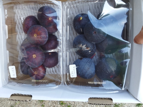 西洋いちじく2品種詰め合わせ ロードス約300g×2パック　ビオレソリエス 約300g×2パック　 【栽培期間中農薬.化学肥料不使用】