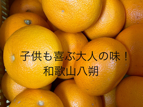 子供も喜ぶ大人の味！和歌山八朔M サイズ約10kg