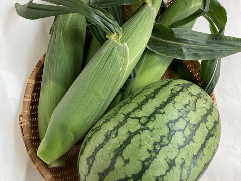 【夏ギフト】夏のお楽しみセット小玉スイカと生食OKフルーツとうもろこし《味来》または《恵ゴールド》