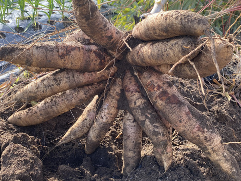 5kg キャッサバ芋　甘味種【赤穂産】
