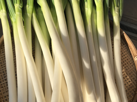 最終販売！深谷ネギ(剥きネギ）！お買い得　5ｋｇ