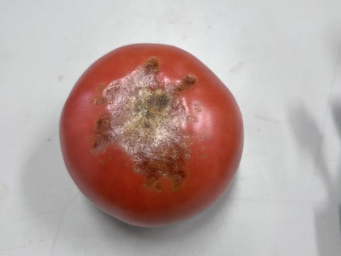 【訳有り品】規格外トマト約3.6キロ