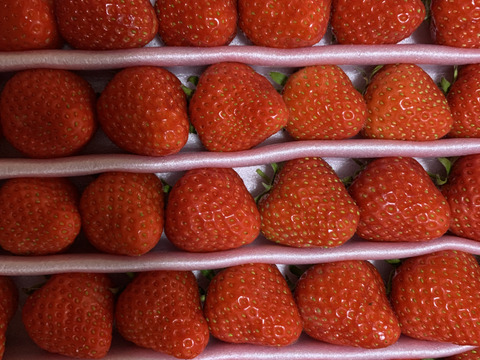 小粒ころころ不揃いイチゴ♪（加工向き）