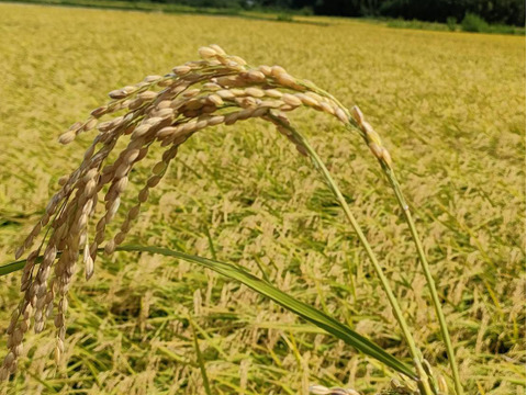 新米🌾令和6年度！『茨城県産コシヒカリ』10Kg