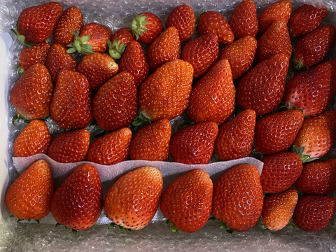 トクトク🍓いちごの宝石箱
朝摘み完熟酵素栽培のこだわりいちご
【いちご食べ比べ】３種食べ比べ！
（３〜４月発送）