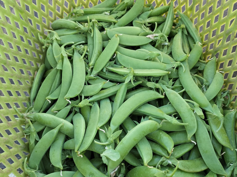 甘くてパリッ！スナップエンドウ 500g【すぐ出荷・2週間限定】