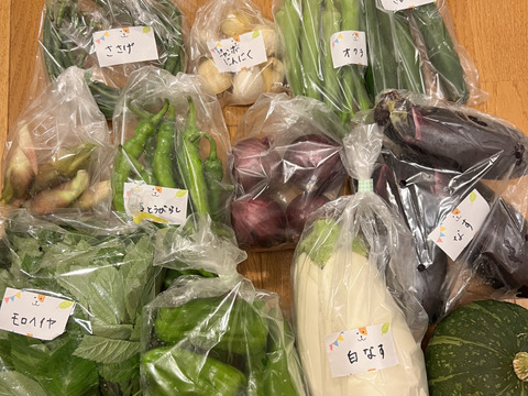 【数量限定☆希少の高級柑橘🎁】早香２㎏🍊～酸味少なく甘さたっぷり！ ～