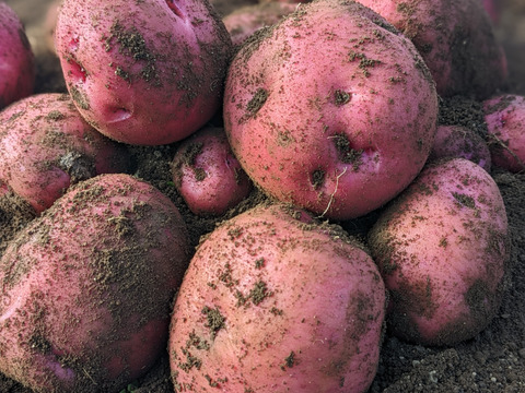 【おまかせ】オーガニック野菜セット(6品)