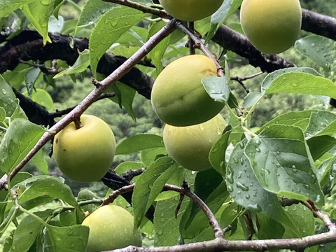 ⛰️自然農🩷高知産南高梅⭐︎農薬化学肥料除草剤なし無肥料稀少中〜大きめ3キロ