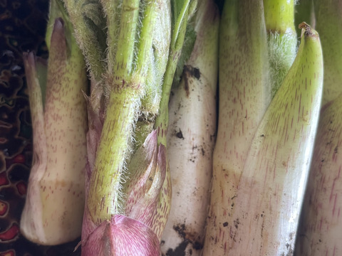 岩手県産　天然山ウド500g　山菜