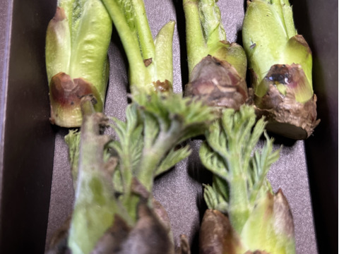 タラの芽　群馬県産　200g