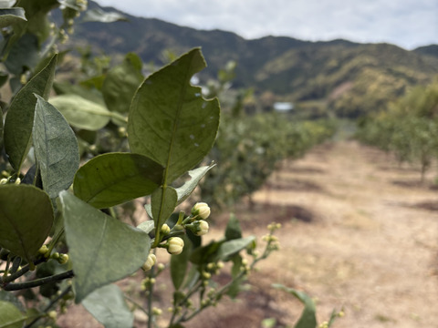 じゃばら果皮粉末入り七味唐辛子