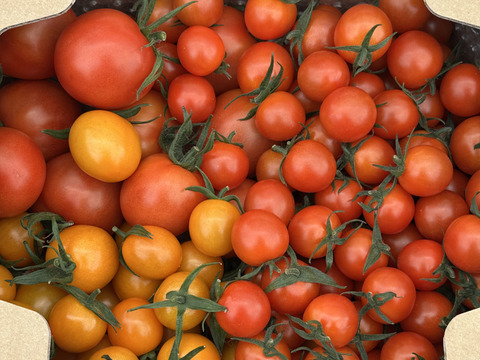 パリッと！新鮮！ミニトマト+ミディトマト詰め合わせセット 1.2kg【A-C品】