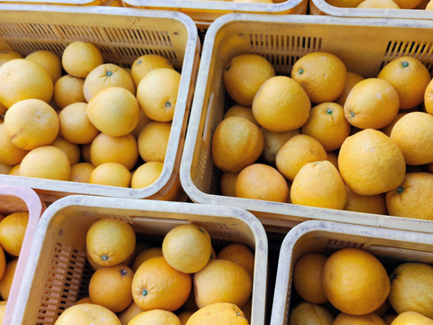 河内晩柑🍊『ご家庭用』5kg