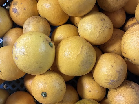 甘酸っぱくて美味しい！鹿児島県枕崎市産【日向夏】5ｋｇ