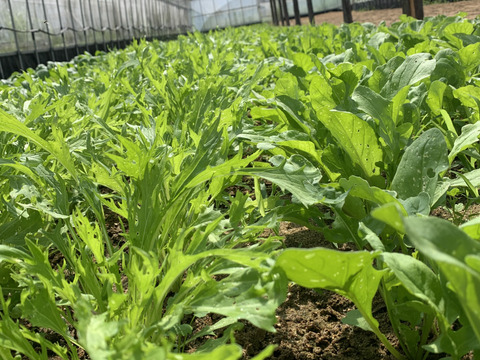 期間限定！サラダ好きの方に！サラダ野菜　７袋入り