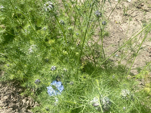 【お届け20本-40㎝】〜ニゲラ〜　初夏から夏が旬の可憐で涼しげなお花！