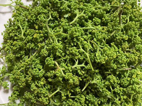 天然　花山椒　京都産　100グラム　プロトン冷凍