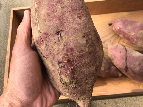 ホクホクベニアズマ芋苗200本セール 規格外】ほくほく系さつまいも 紅あずま 約5kg：滋賀県産の