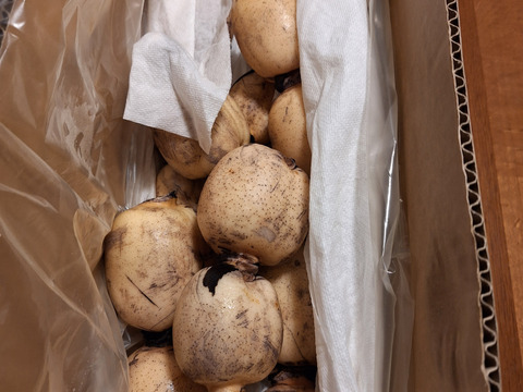 常温便【有機肥料で育てました】秋冬　れんこん　4キロ　レンコン　蓮根