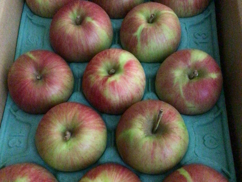 サンつがる 3キロ箱 6玉〜15玉サイズ商品ID44867 長野県 信州 安曇野 リンゴ 幻 幻のリンゴ 予約 希少 旬