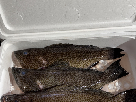 【活き締め】刺身用オオモンハタ良型3匹。2.5〜3kg （船上出品）　
刺身　ハタ　魚