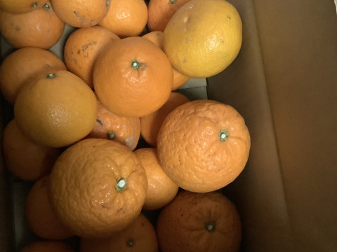 完熟木なり清見オレンジ5kg【訳あり】甘さ濃厚！　農家直送　愛媛県にしうわ