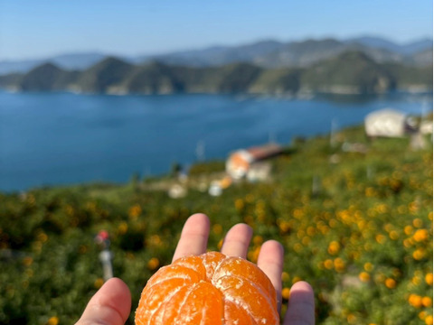 温州みかんジュース3本セット