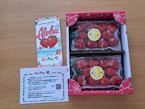 【今話題のいちご！】べにたま２５０ｇ×２パックーDXパックー