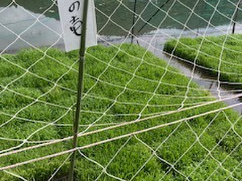 山の湧き水と豊かな自然で農薬•除草剤•化学肥料を使用せずに育ったおいしいお米(いのちの壱)