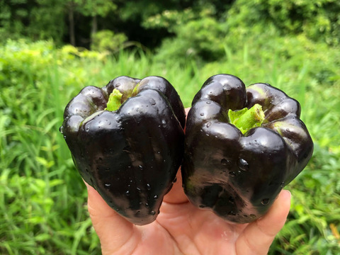 【栄養満点】黒ピーマン✨黒光✨味も色も大好き！青臭さが無くてビックリ！
