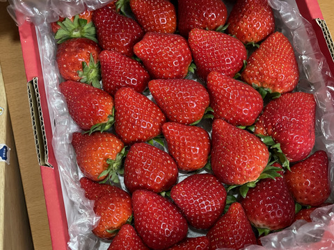 〖ご注文受付5/22まで〗❤口いっぱいにあふれる果汁❤ いちごさん 約７００ｇ🍓