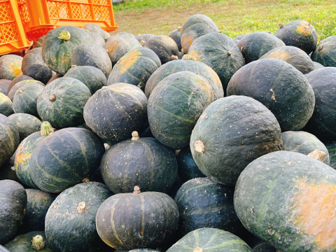 【北海道産 5kg かぼちゃ】栽培期間中農薬不使用