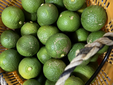 【農薬不使用】食べ比べ！グリーンレモン＆カボス＆スダチセット