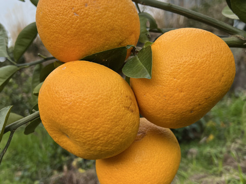 【柑橘おまけ付き】湘南&青島みかんストレートジュース500ml2本＆八朔ストレートジュース500ml2本セット熨斗対応可