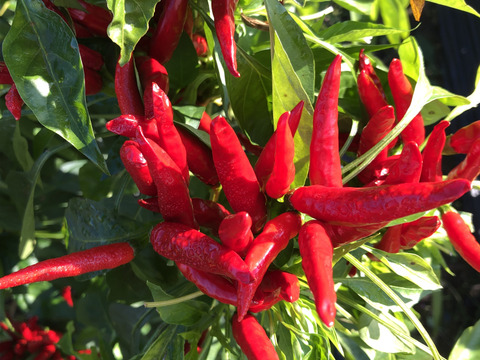今の時期だけ！　農家自慢の生の赤唐辛子　採れたて新鮮　150g以上お入れしてお届けいたします。