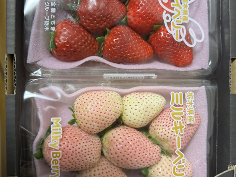 『紅白食べ比べセット』フレーズのこだわりいちご1箱550g