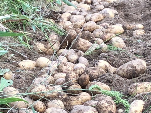 【農薬・化学肥料不使用栽培】2024年産　青森県産　じゃがいも(とうや）【数量限定販売】　1ｋｇ
