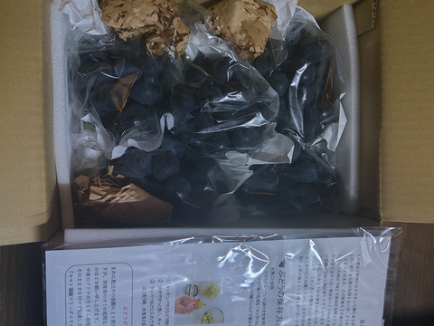 信州上田産　皮ごと食べられる！　ナガノパープル　1.5〜1.8キロ　加工用（小さい実やバラ房など）　ケーキの素材やスムージーの素材にいかがですか！