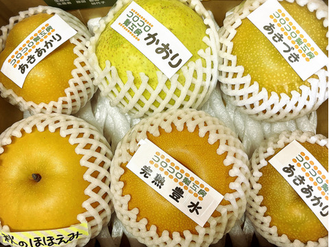 【旬の梨食べ比べ‼️3～5品種】何が届くかお楽しみ😋贈答用2.5kg以上、豊水・あきづき・かおり・あきあかり・二十世紀・南水・にっこり・新高・王秋・新興・愛宕の中から3品種以上詰め合わせます‼️