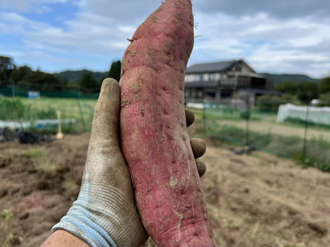［お得！］※傷あり 蜜たっぷり！富山県産『紅はるか』(10kg)