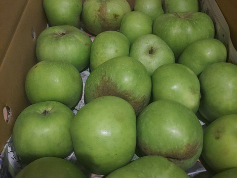 今年最後の追加！家庭用の選果品をお値打ちで！イギリス生まれの青りんご　ブラムリー5ｋｇ