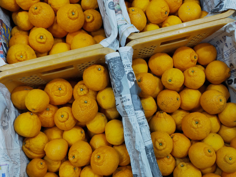 デコっと不知火【サイズ混合】3 kg（箱込）