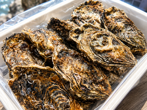 広島産カキ小町（希少品種）殻付き牡蠣 2kg（1年中楽しめる特別な広島かき）