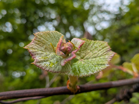 山葡萄の新芽　約300g