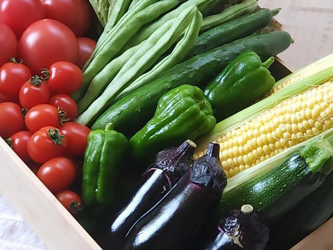 中玉トマトたっぷり🍅【夏ギフト】自然栽培の手渡したくなるお任せ野菜SET（Mサイズ）