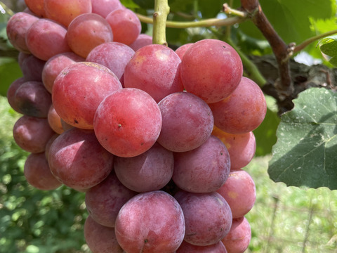 ク⑤【赤ブドウ・ クイーンニーナ】6房前後1.8kg前後　家庭用